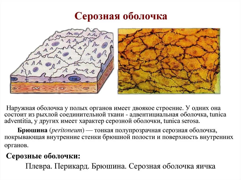 Слой покрывающий легкие. Серозная оболочка гистология. Структурные компоненты серозной оболочки. Строение серозной оболочки гистология. Серозная оболочка соединительной ткани.