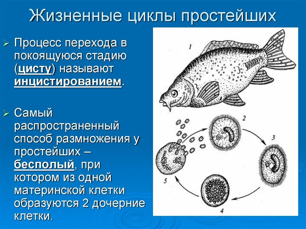 Стадии жизненного цикла цисты