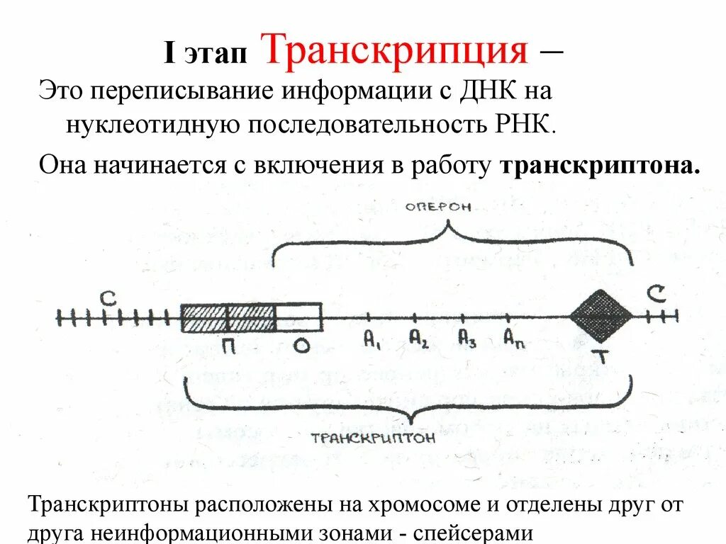 Транскрибируемая днк направление. Этапы транскрипции у эукариот. Транскрипция ДНК этапы. Последовательность транскрипции. Этапы транскрипции кратко.