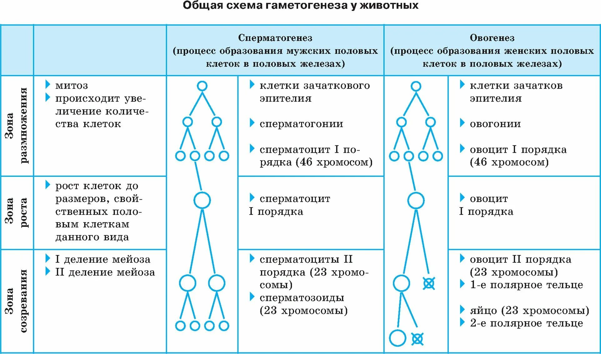 Гаметогенез ЕГЭ биология таблица. Таблица стадии гаметогенеза овогенез. Образование половых клеток гаметогенез таблица. Общая схема гаметогенеза у животных. Основа гаметогенеза