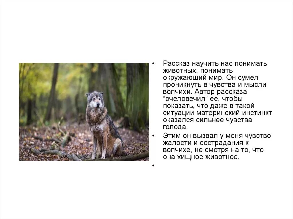 Рассказ научи меня прощать. Оно автор рассказ. чему научила рассказ вулли.