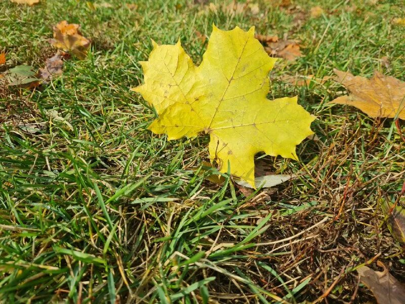 Осень зелень. Сивка-бурка, вещий каурка, стань передо мной, как … перед травой!. Листья травы. Как лист перед травой. Передо мной встала.