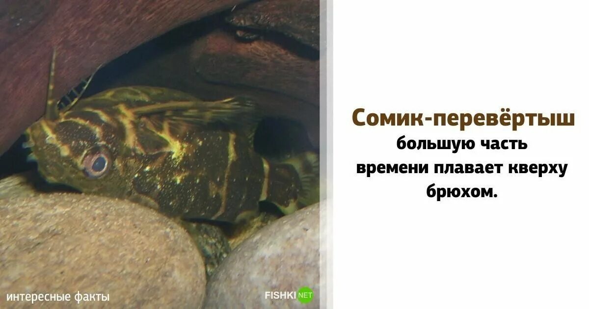 Невероятные факты в которые отказываешься. Интересные правдивые факты. невероятные факты в которые отказываешься верить. интересные факты которые не расскажут в школе. невероятные факты в которые отказываешься верить фото.