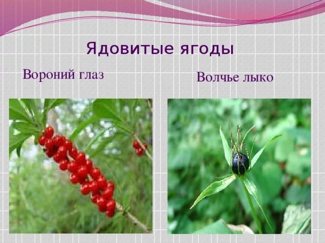 Как выглядит волчий глаз Лесные опасности Начальные классы Презентации 3 класс