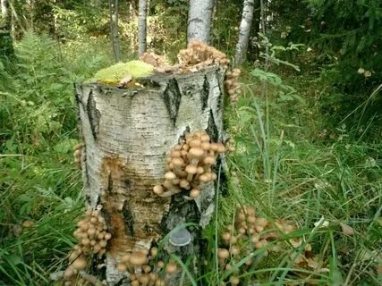 Опята питаются соком березы