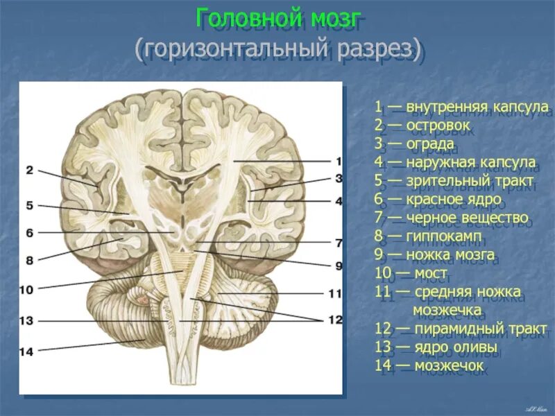 Внутренняя капсула и Лучистый венец. Лучистый венец головного мозга анатомия. Строение внутренней капсулы головного мозга. Ножки мозга.