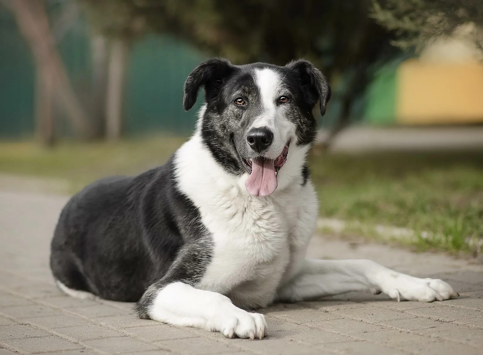 Бим собака. Сериал бим порода собаки. Пес бим. Бим собака фото. Денис никифоров 2022.