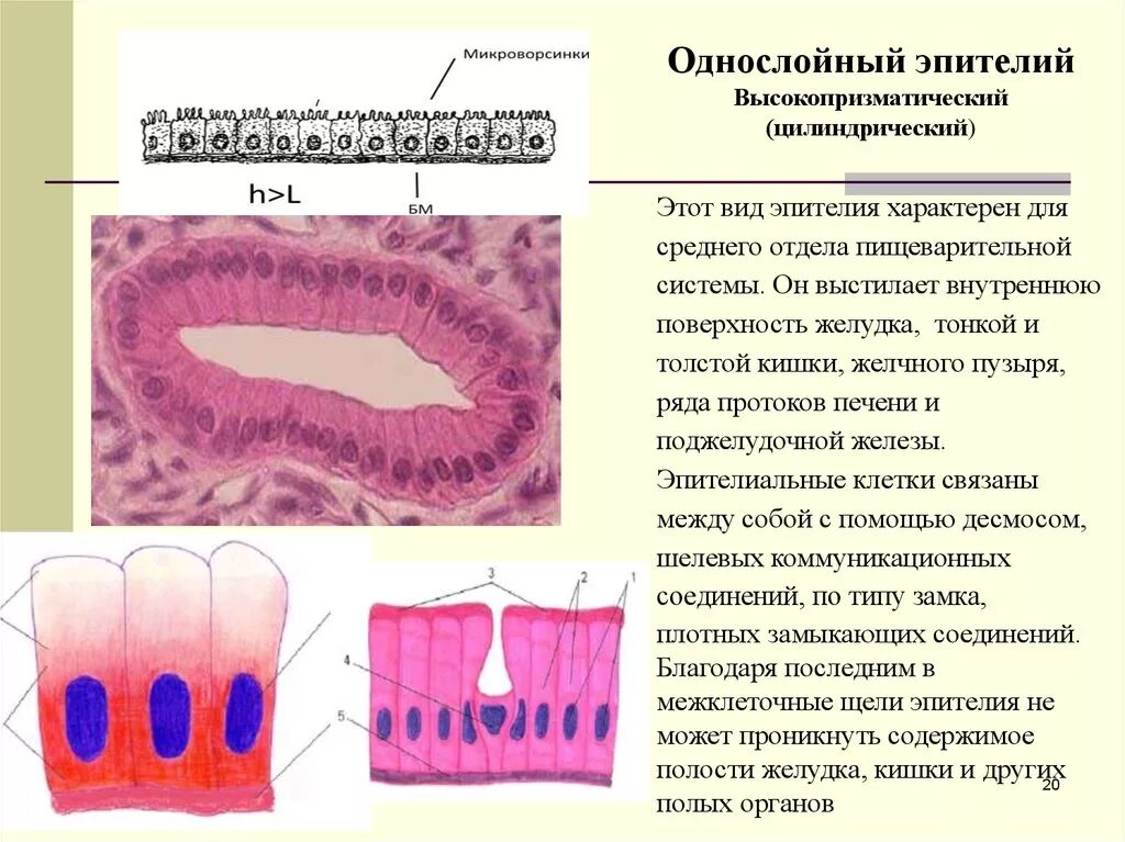 Слизистые покровы или гладкая поверхность. Однослойный однорядный эпителий выстилает. Однослойный цилиндрический эпителий функции. Однослойный цилиндрический эпителий выстилает. Однослойный цилиндрический эпителий строение.