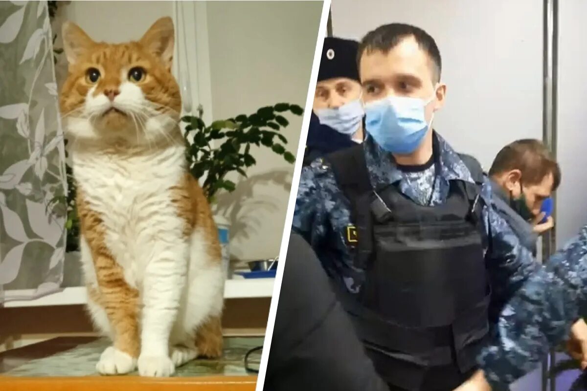 кот кузя северодвинск. кот кузя северодвинск. кот кузя. кот кузя северодвинск. кот кузенька из северодвинска.