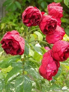 El rose