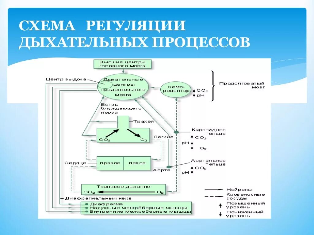 Вспомните как регулируется дыхание у человека зная. Схема процесса дыхания. Этапы процесса дыхания схема. Механизм регуляции дыхания схема. Схема саморегуляции дыхательного процесса.