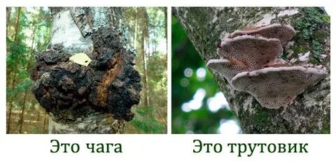 Березовая чага трутовик