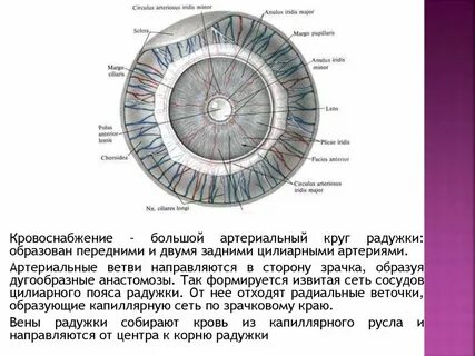 Радужная оболочка глаза выполняет функции