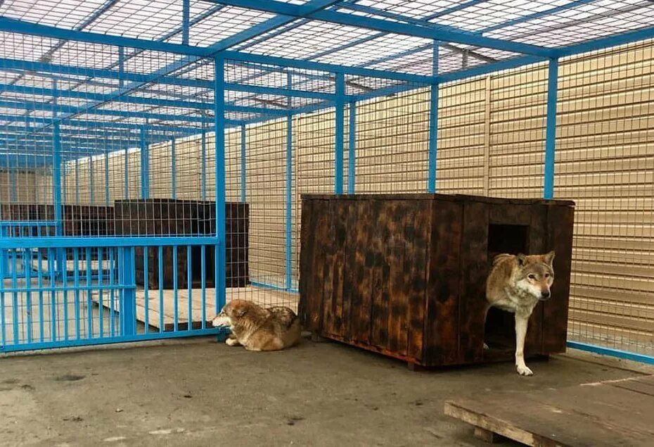 Вольер приматов. Нальчикский зоопарк. нальчик нальчик зоопарк. вольер волков московский зоопарк. вольер для волков в зоопарке.