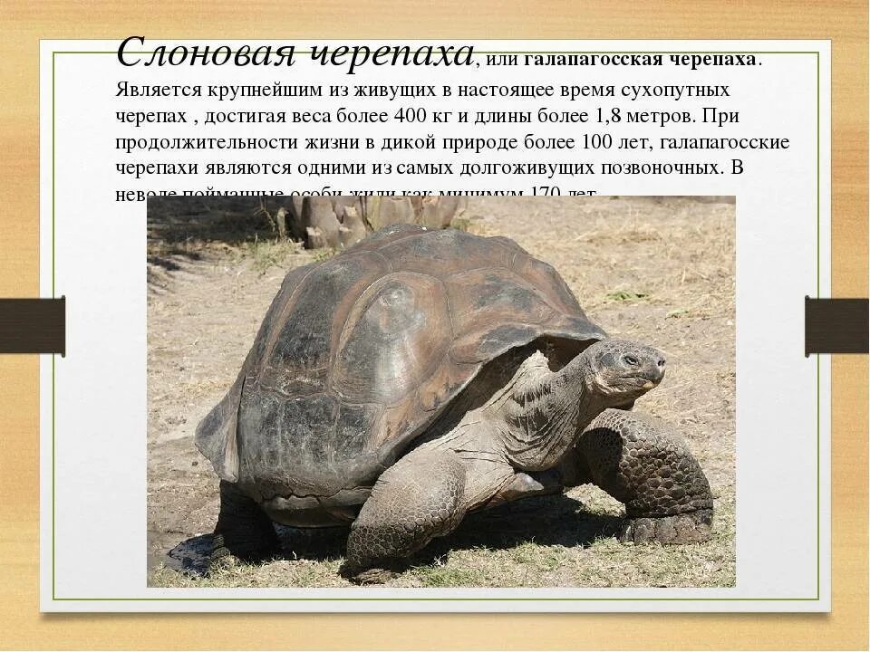 Файл:Red-eared Slider (14585091976).jpg - Википедия