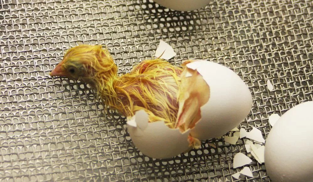 Фото развития цыпленка. Цыпленок вылупляется. Цыпленок вылупился. Вылупление цыпленка из яйца. Птенец из скорлупы.