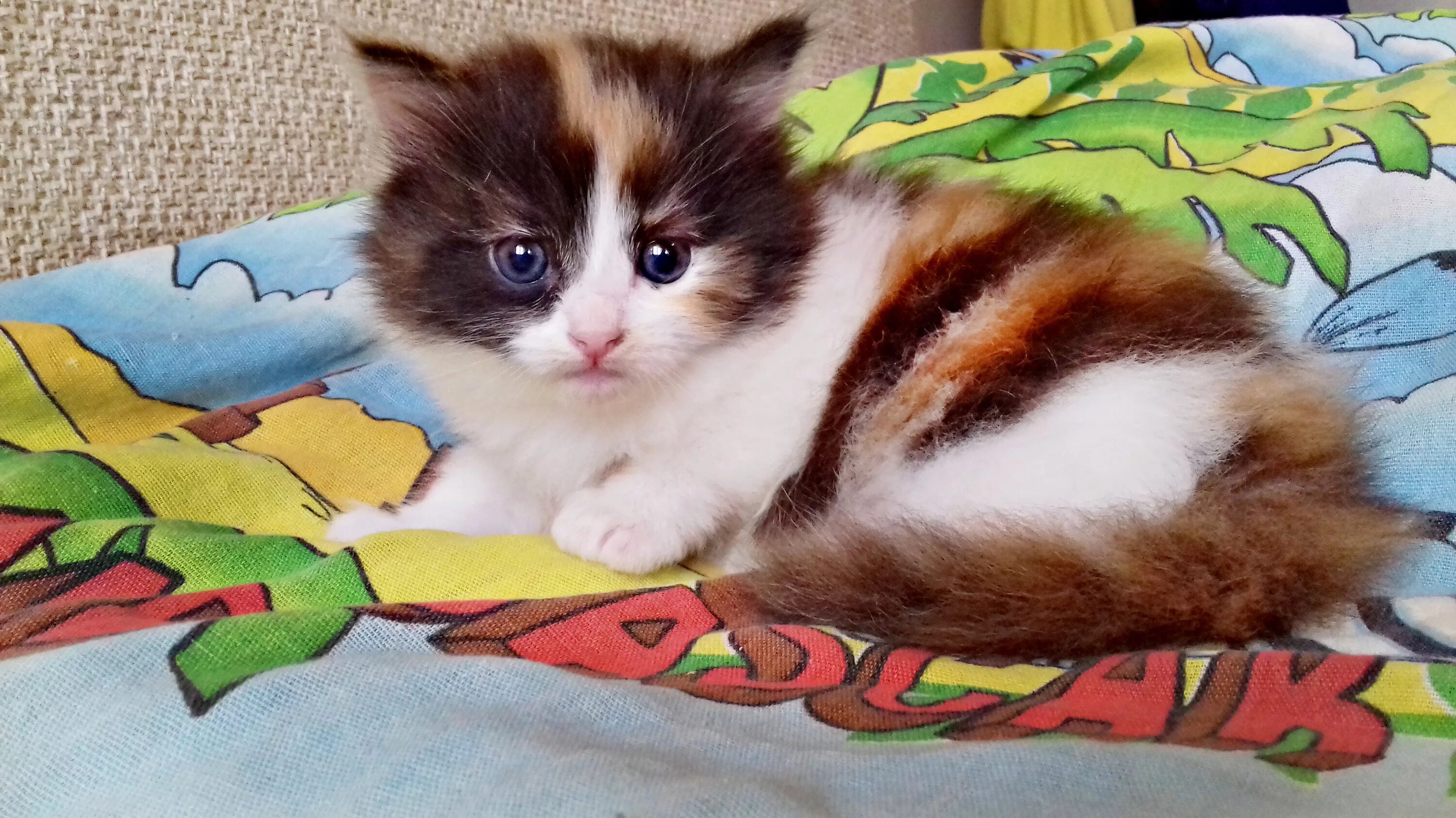 Пол трехцветного котенка. Трёхцветная кошка. Котята от трехцветной кошки. Трёхцветная кошка с голубыми глазами. Денежная кошка трехцветная.