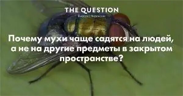 Почему муха на человеке