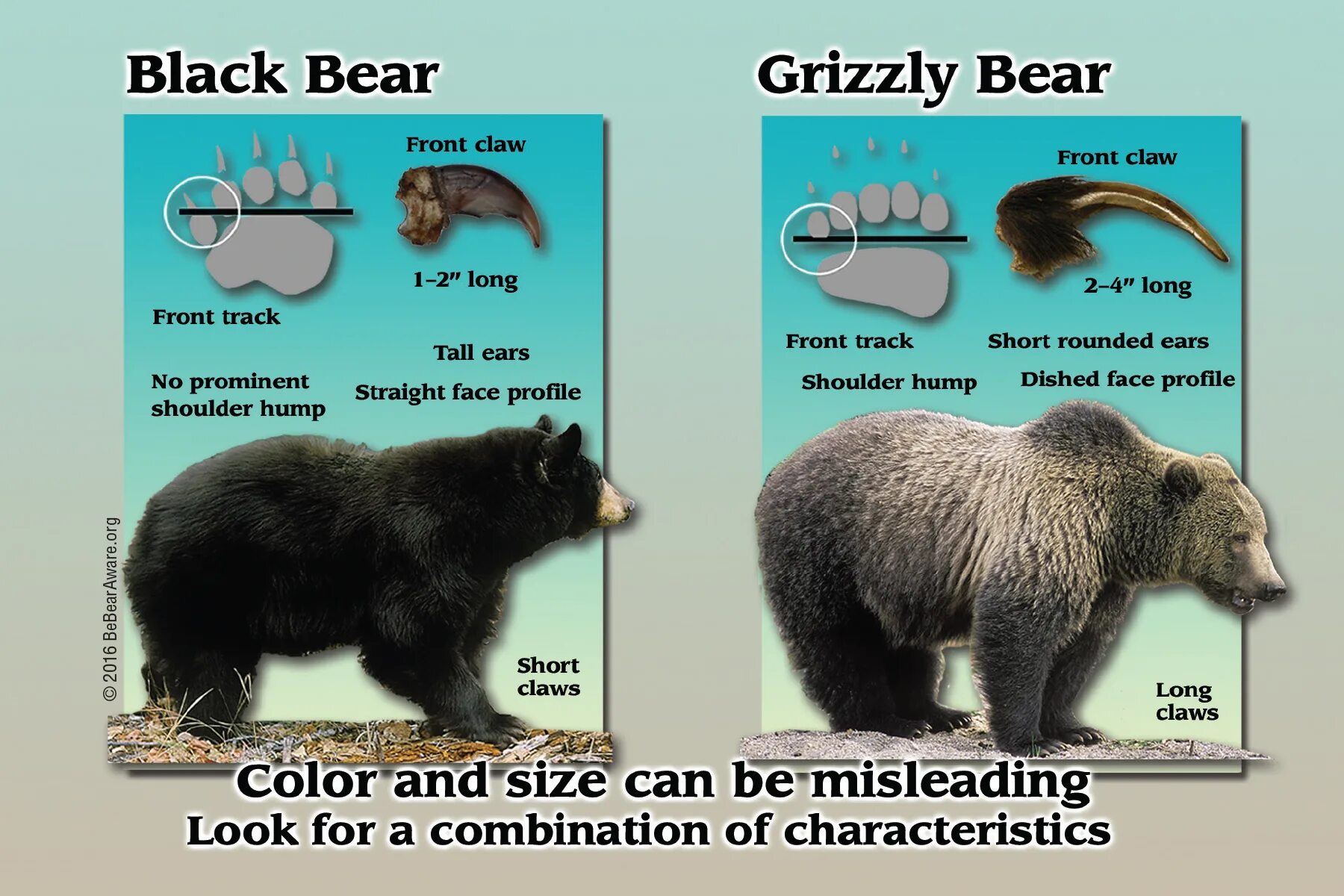 Медведь Гризли и бурый разница. Гризли и бурый медведь отличия. Разница между Гризли и бурым медведем. Гризли и бурый сравнение.