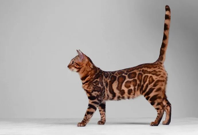 Бенгальская кошка. Кошки бенгальской породы рыжие. Бенгальская кошка вес. Бенгальская кошка кашмир. Бенгал вес кошки.