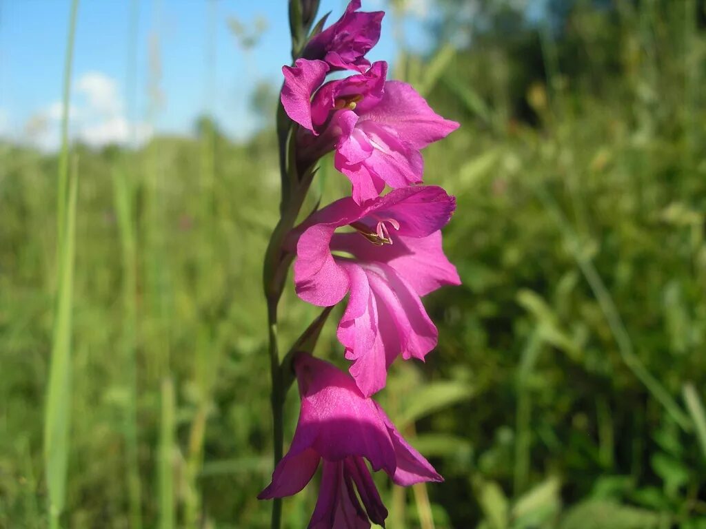 Гладиолус черепитчатый. Шпажник черепитчатый. Gladiolus imbricatus. Дикий Гладиолус шпажник.