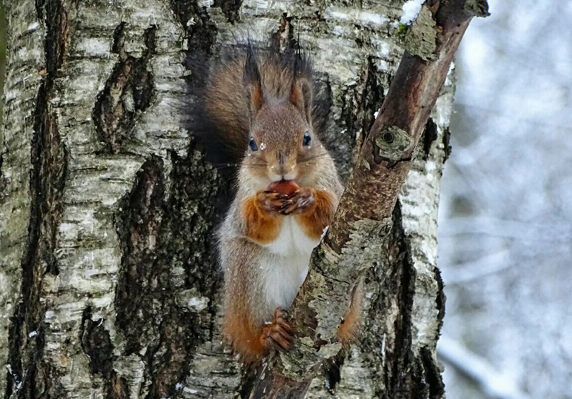 белки едят каштаны. каштаны съедобные и несъедобные. сырой каштан. каштаны это белок. каштановая белка.