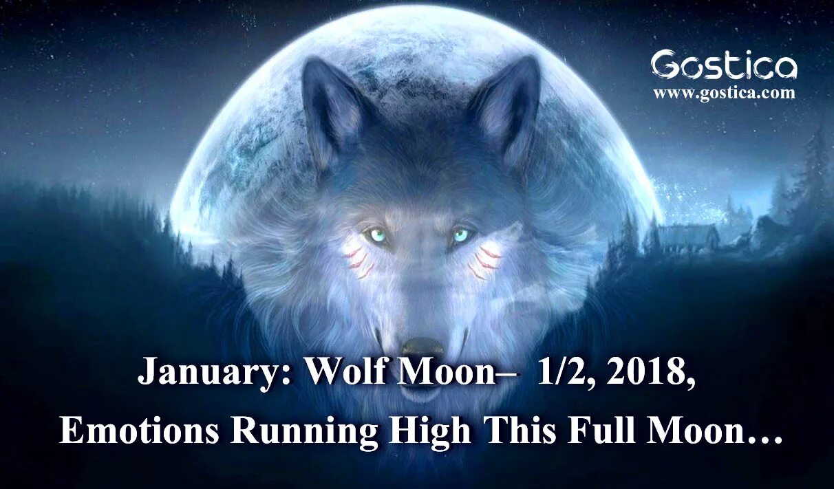 Вольф новое. Мун волк. Полнолуние животные. Девушка Луна и волк. Wolf Moon игра.