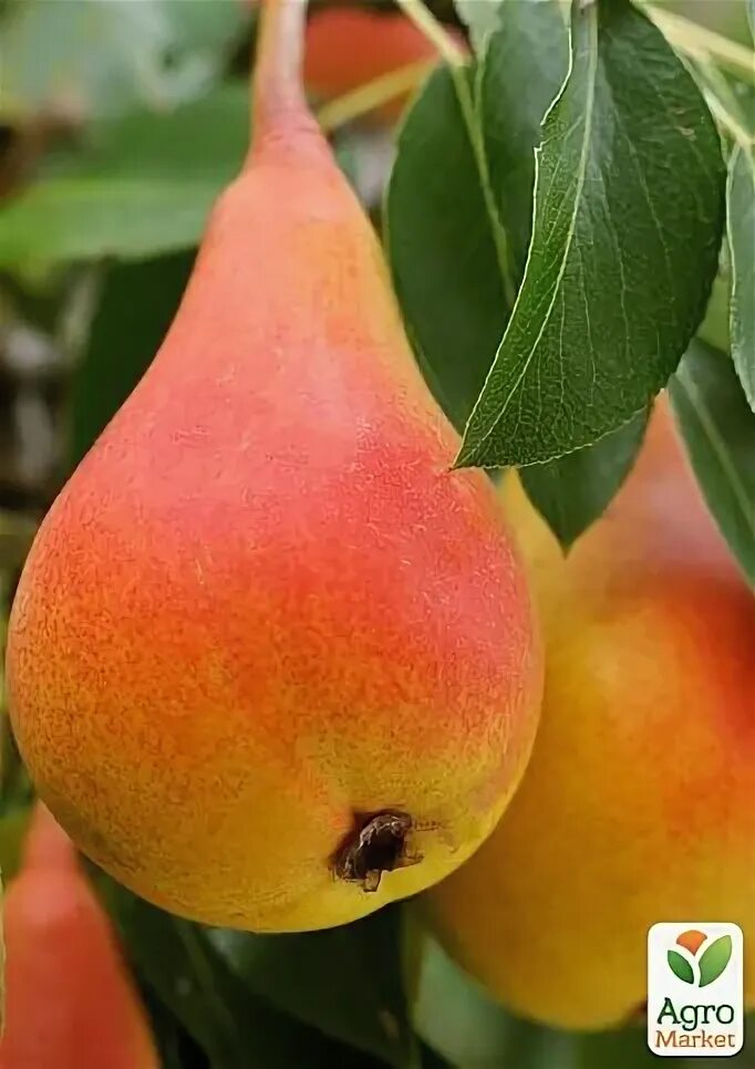Груша бережная описание фото Саженцы Груша Пепи (Pyrus communis Pepi) купить в Москве по низкой цене из питом