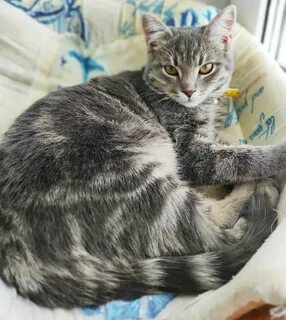 Кошка 10 месяцев