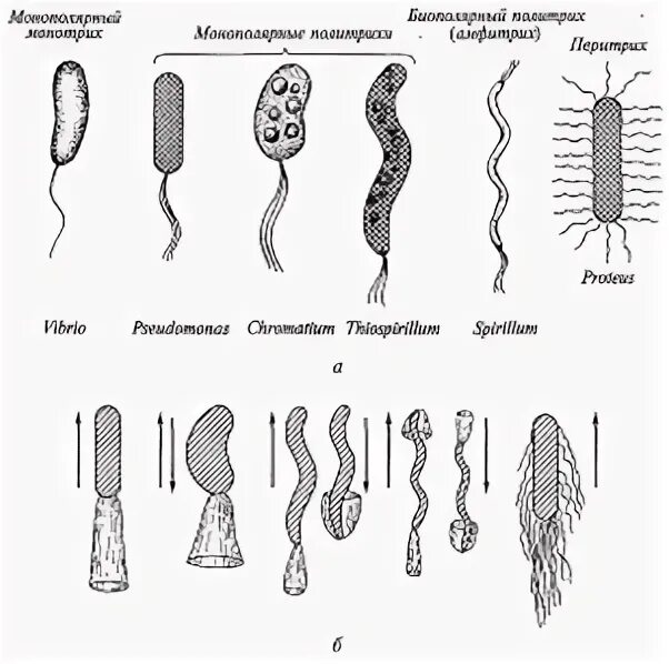 Передвижение бактерий. Основные типы жгутиков. Основные типы жгутиков микробиология. Движение жгутика бактерии. Движение жгутиков бактерий.