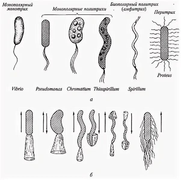 Основные типы жгутиков. Основные типы жгутиков микробиология. Движение жгутика бактерии. Движение жгутиков бактерий. Передвижение бактерий