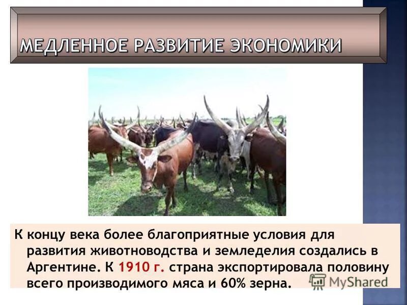 География животноводства карта. Сельское хозяйство мира таблица. В каких странах развито животноводство. Направление отраслей животноводства. Первые десять стран по поголовью крупного рогатого скота.