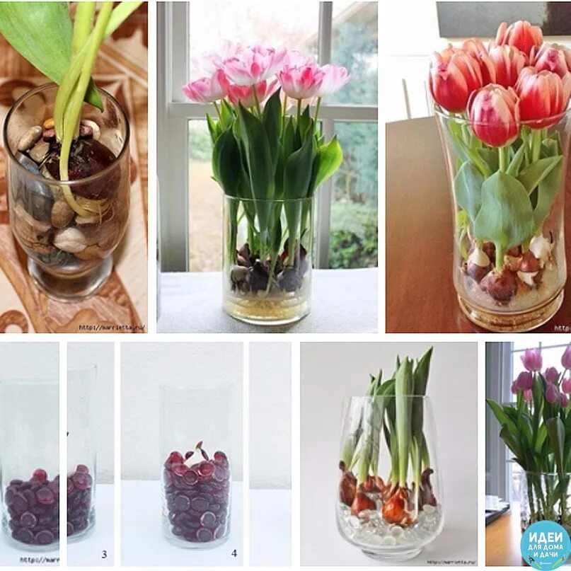 Выращивание тюльпанов в прозрачной вазе. Тюльпаны в воде выращивание дома. Вырастить тюльпаны в рюмке. Тюльпаны вырастают из упаковки.