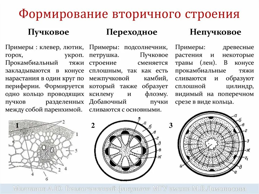 Корни двудольных и однодольных растений. Пучковый Тип строения стебля. Анатомическое строение стебля двудольных растений. Типы вторичного строения стеблей двудольных растений. Первичное строение стебля пучковое.