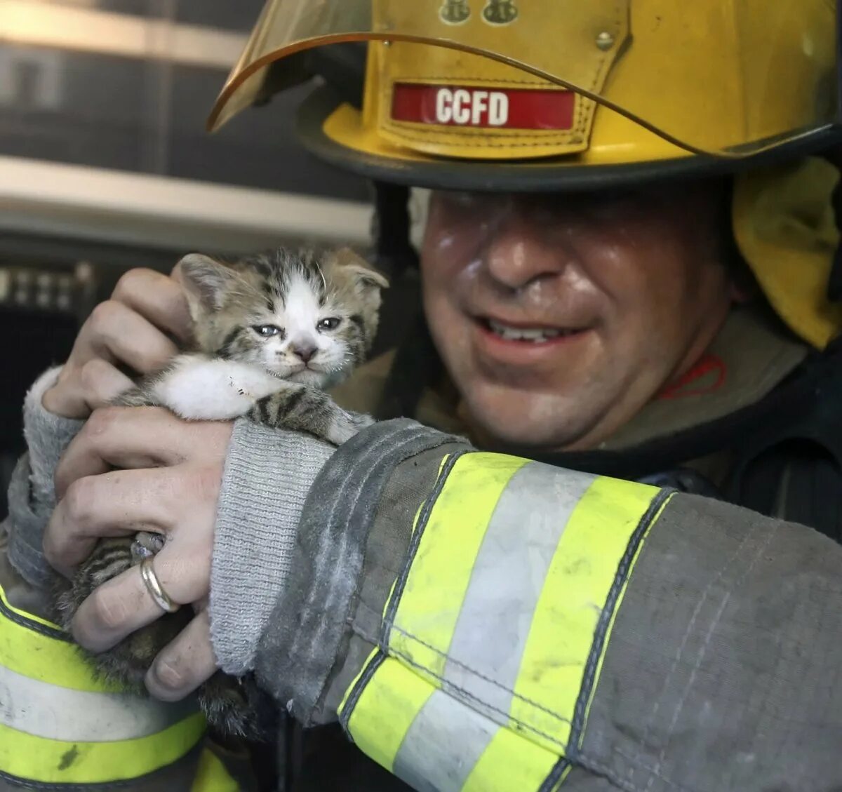 Saving cat