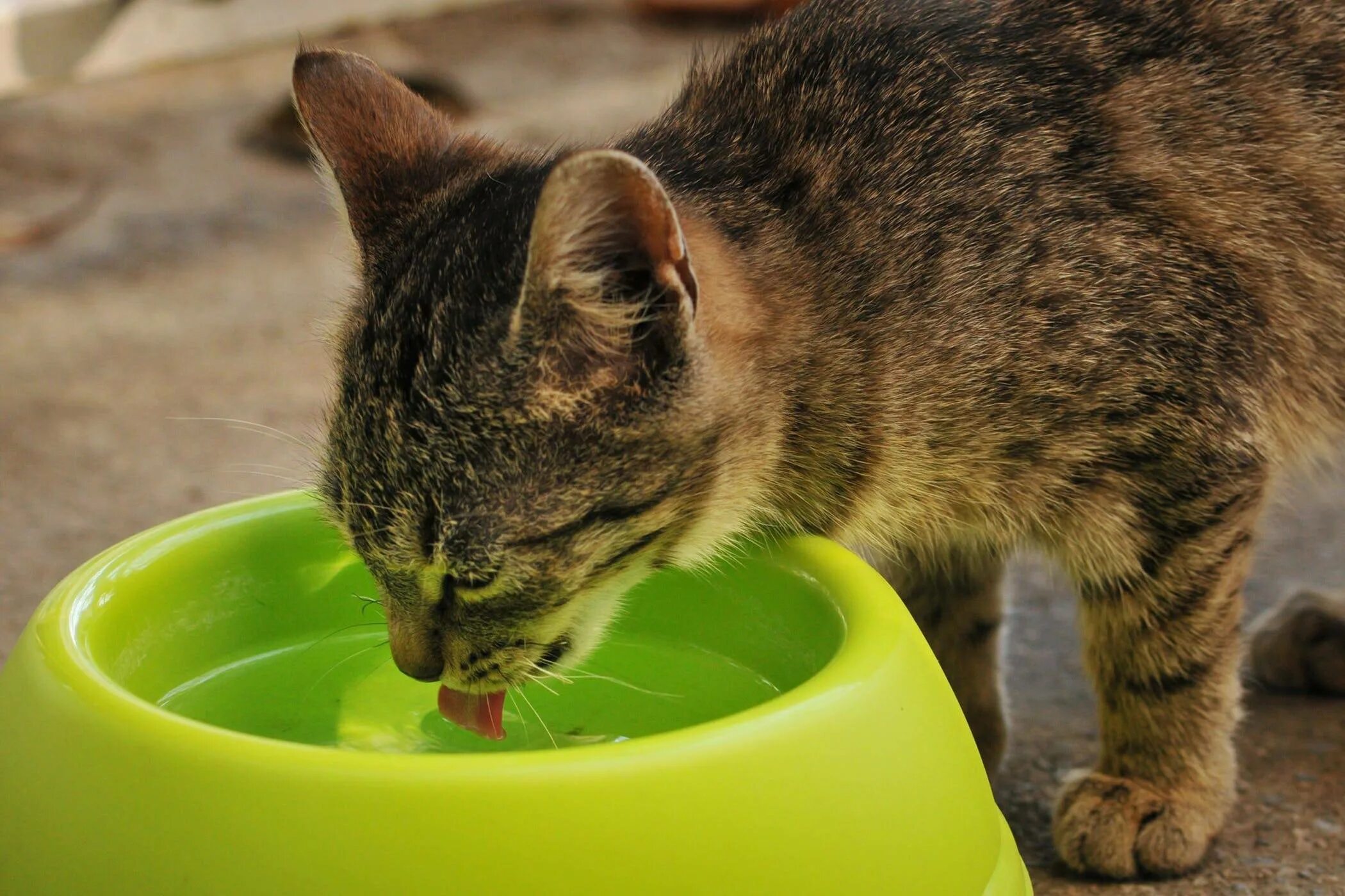Кошка рыгает еду. Кошка пьет воду. Кот лакает. Миска для кота.