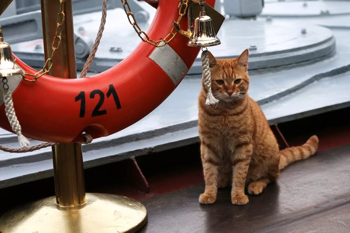 Поражение корабля котов. Кот на корабле. Корабельный кот.