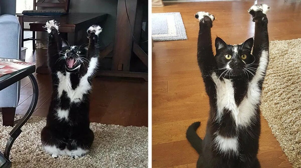 котик с поднятой лапой. котик с панднятой лапкой. кот лапы вверх. коты с поднятыми лапами. кот лапы вверх.