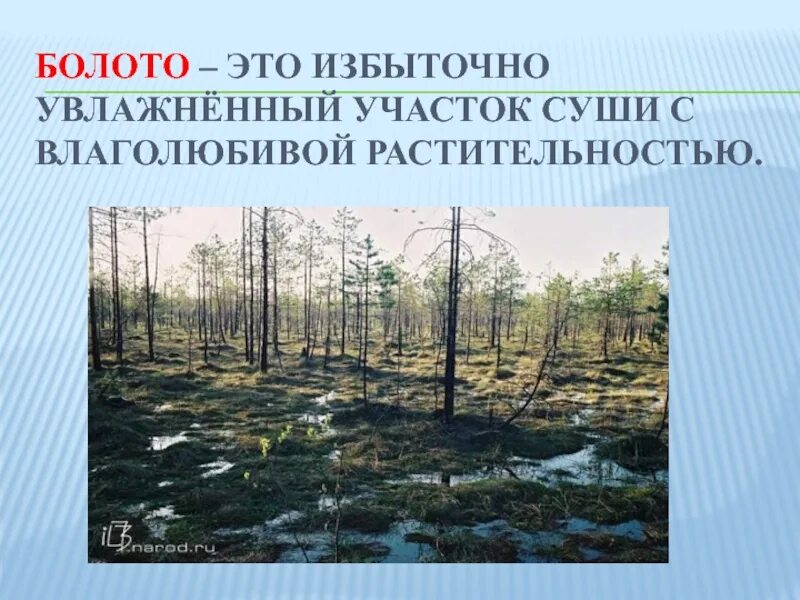 Увлажнение избыточное много болот озер. Болото. Болото участок суши. Болота география 8 класс. Болото это избыточно увлажнённый участок суши с растительностью.