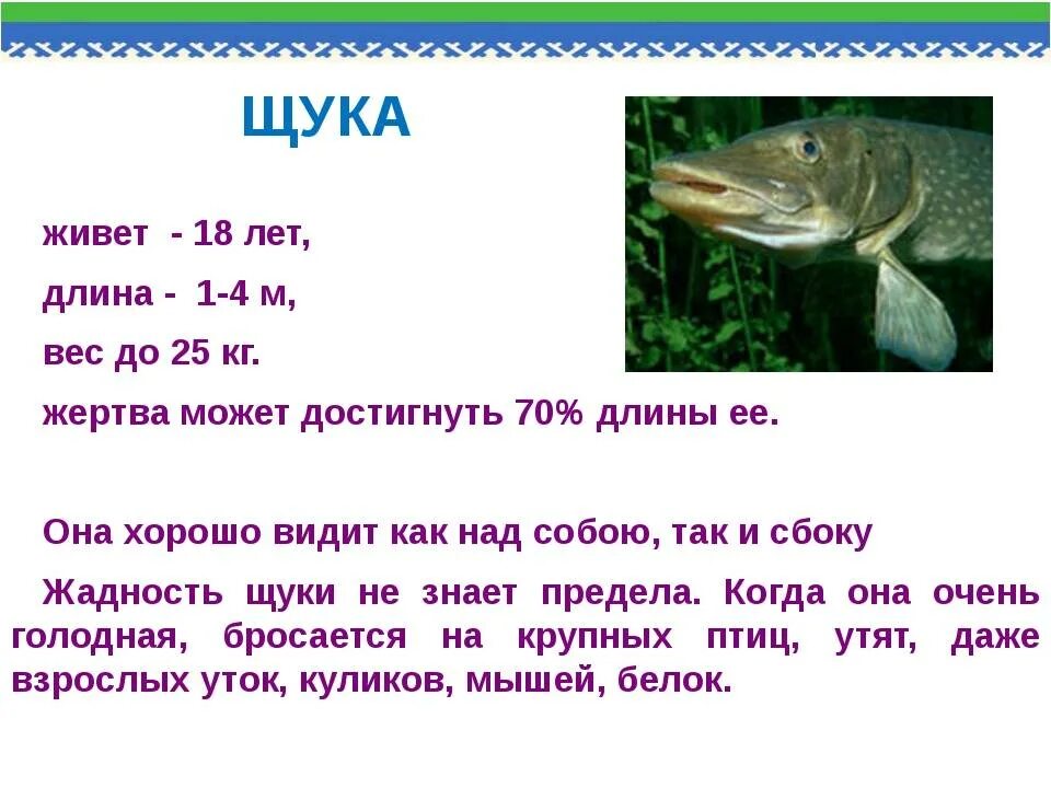 Особенности рыб 2 класс. Щука презентация. Доклад про щуку. Сообщение о щуке. Характеристика щуки.