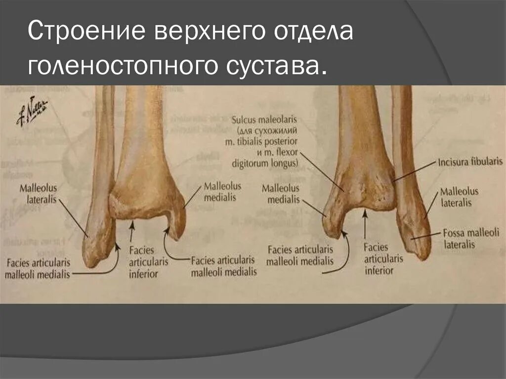 Отделы голеностопного сустава. Кости голеностопного сустава анатомия. Голеностопный сустав анатомия строение кости. Строение сустава лодыжки. Строение верхнего отдела голеностопного сустава..