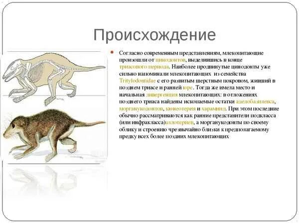 Происхождение животных 5 класс. Происхождение млекопитающих 7 класс биология. класс млекопитающие происхождение. от кого произошли млекопитающие биология 7 класс. происхождение древних млекопитающих.