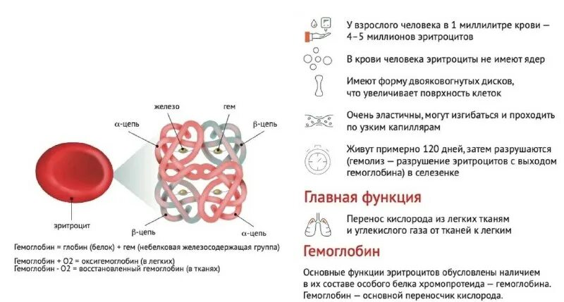 В чем особенность строения эритроцитов. В чем особенность строения эритроцитов