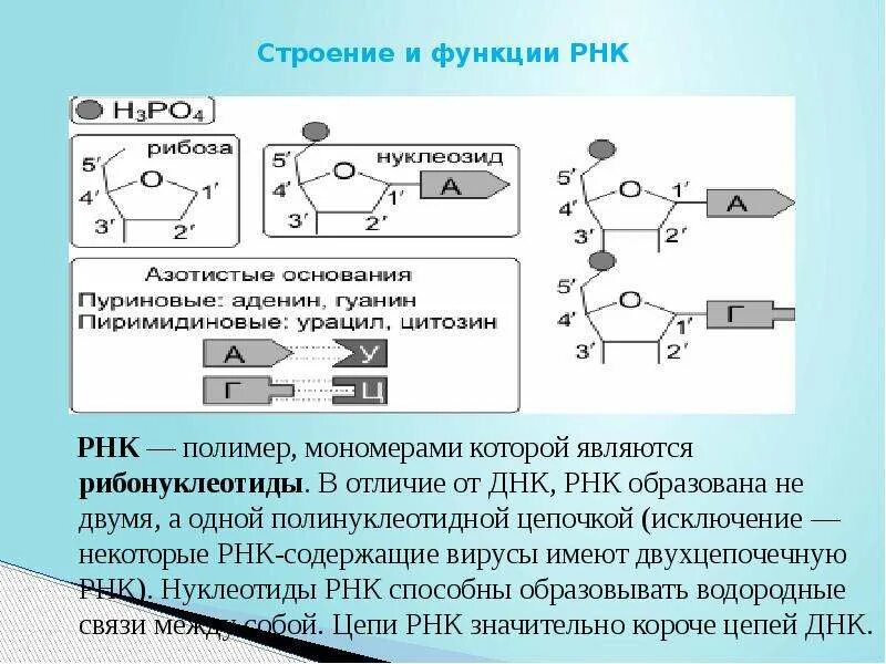 Нуклеотид является мономером белков. РНК строение и функции. Мономер РНК функции. Строение мономера РНК. Функции РНК.