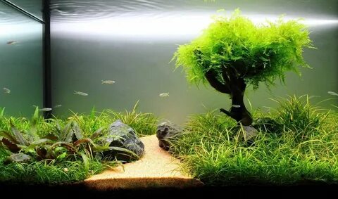 Plant aqua