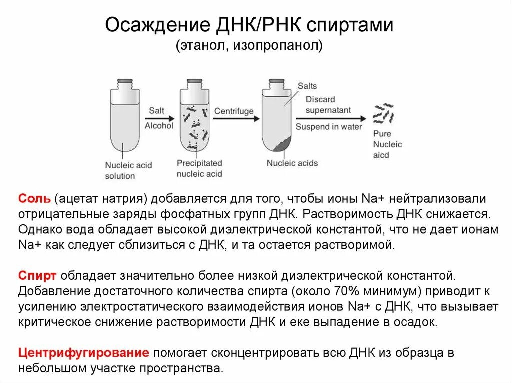 Процесс выделения днк. Осаждение ДНК этанолом. Методы выделения ДНК И РНК. Выделение ДНК схема. Этапы выделения ДНК.