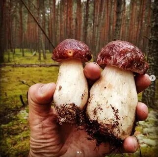 Авито тверь грибы