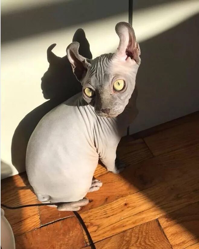 кот ориентал летучая мышь. кинкалоу вислоухий. кошка похожая на мышь. ушастый кот порода. большеухая кошка.