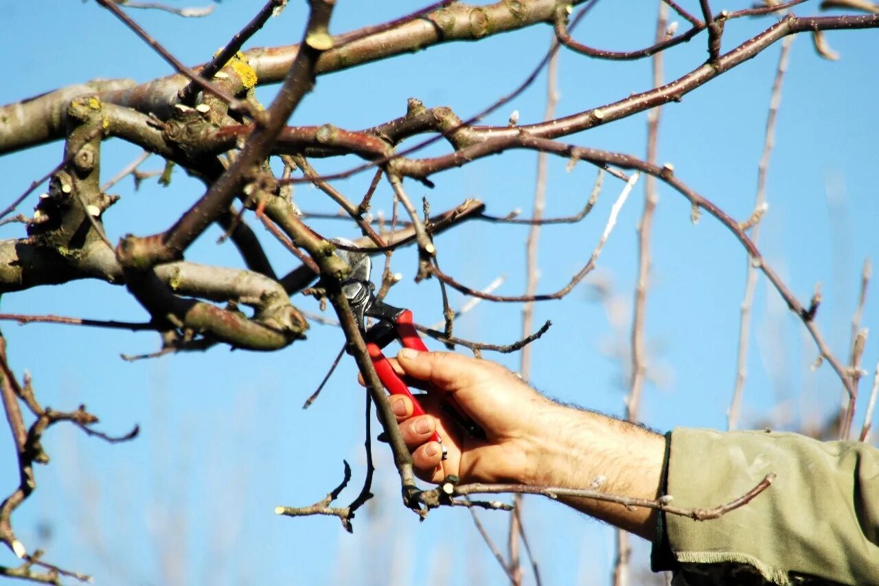 Спилить яблони. Обрезанные деревья. Ветки плодовых деревьев. Обрезка деревьев. Подрезка деревьев.