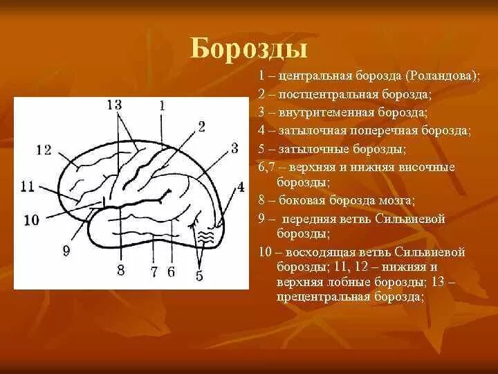 Борозда определение. Внутритеменная борозда теменной доли. борозды и извилины головного мозга. роландова борозда.